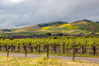 Arizona 'da şarap bölgesindeki üzüm bağlarının manzarası. Arka planda atlı atlılar olan organik üzüm bağları. Dağlarda sıra sıra üzüm çalıları yetişir. Üzüm bağları, yolları, tepeleri ve dağları olan manzara.