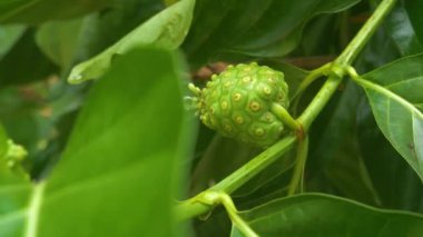 Noni Meyve Ağacı doğal şartlarda, el kamerasıyla çekilmiş. Genç tomurcuklanan yeşil Noni meyvesi ve parktaki ağaçta küçük beyaz bir çiçek. Noni ya da Morinda sitrifolia meyvesi ya da ağaçtaki peynir meyvesini kapat..
