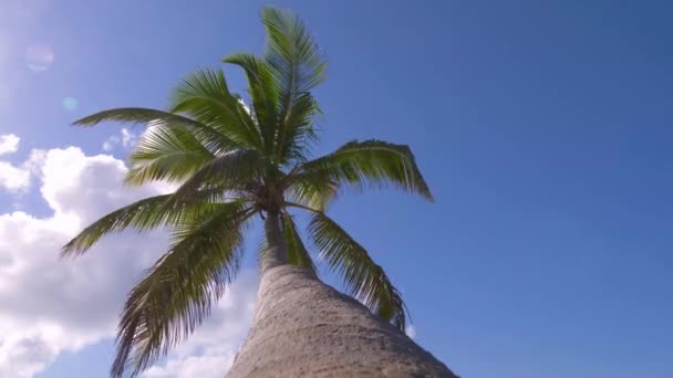 Widok Dołu Szczycie Palmy Niebem Chmurami Miejsca Podróży Dolny Wgląd — Wideo stockowe