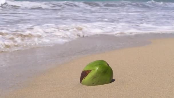 손으로 연안에 코코넛을 클로즈업 날에는 파도에 모래가 해변에 외로운 코코넛 — 비디오