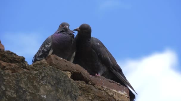 Dwa Gołębie Siedzą Tle Błękitnego Nieba Gołębie Uwielbiają Gry Para — Wideo stockowe