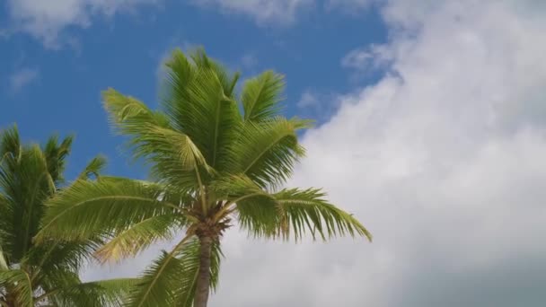 从底部看棕榈树顶上的天空和云彩 旅游目的地 底部以棕榈叶和蓝天为背景 观察棕榈树树干的纹理 前往异国他乡的旅行概念 — 图库视频影像