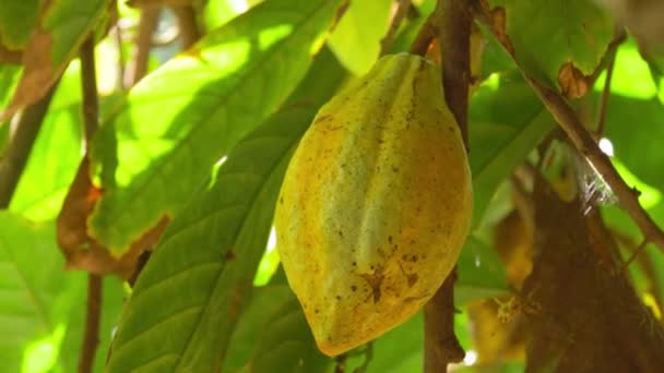 Κίτρινα Και Πράσινα Φρούτα Του Κακάο Φυτρώνουν Ένα Δέντρο Φυτεία — Αρχείο Βίντεο