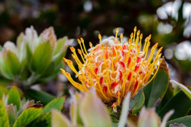Leucospermum Cordifolium çiçeği ve doğal arka planda izole edilmiş yapraklar.