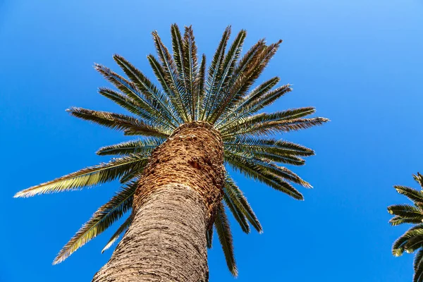 View from bottom on top of palm tree with sky and clouds. Travel destinations. Bottom view texture of trunk of palm tree on background of palm leaves and blue sky. Travel concept to exotic countries.