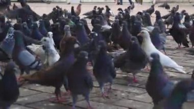 Kare kasabada oturan güvercin sürüsü, kuş gagaları. Bir sürü gri şehir güvercini, vahşi güvercinler. Şehirde bir sürü kuş var..