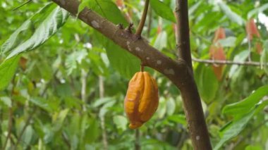 Ağaçtaki kakao koçanı. Kakao ağacı, doğadaki organik meyve kabukları. Çikolata çiftliğindeki bir ağaçta sarı kakao meyveleri yetişir. Ormanda kakao ağacı bitkisi