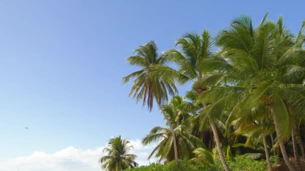 Dolny Widok Pęd Pięknych Palm Kokosami Tropikalnej Wyspie Podczas Wakacji — Wideo stockowe