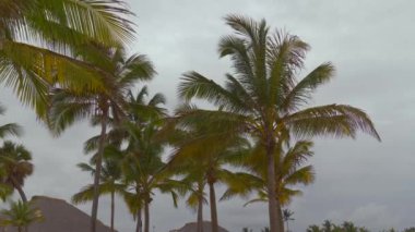 Hindistan cevizi palmiye ağaçlarının tepesi ve bulutlu arka planda sazdan palapa çatısı. Tropikal sahillerdeki bungalovlar, çatılar ve palmiye ağaçları. Doğal tropikal manzara. Gökyüzü sazdan bir çatı ve palmiye ağaçlarının üstünde