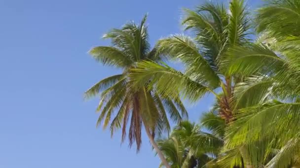 Grön Palm Blå Himmel Bakgrund Utsikt Över Palmer Mot Himlen — Stockvideo