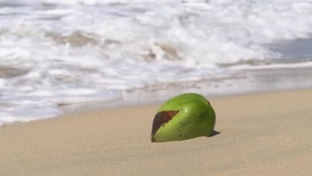 Ενιαία Καρύδα Βρίσκεται Μια Ηλιόλουστη Παραλία Κύματα Του Ωκεανού Τροχαίο — Αρχείο Βίντεο