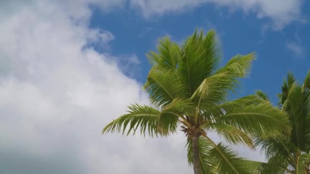 美しい青い空とヤシの木 青い空を背景に緑のヤシの木 ヤシの木と空の眺め ヤシの葉と枝 底面図 — ストック動画