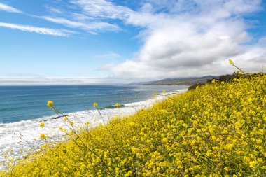 Field of wild mustard plant overlooking Pacific ocean. Glade of yellow flowers Wild Mustard on shore of ocean. Scenic central California coastline. Closeup of wild mustard growing next Pacific Ocean clipart