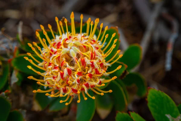 Leucospermum çiçeğine yakın çekim. Leucospermum praecox. Leucospermum Cordifolium çiçeği ve doğal arka planda izole edilmiş yapraklar.