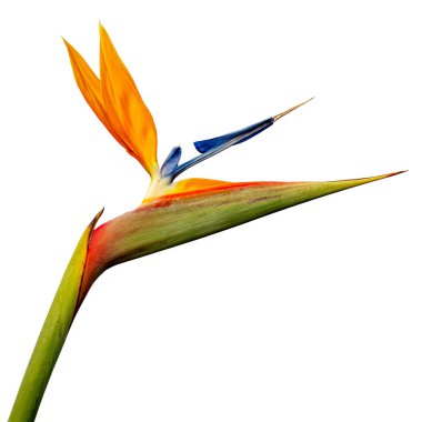 Strelitzia Reginae, Cennet Kuşu, Beyaz Arkaplan 'da izole edilmiş, Yakından. Tropik Cennet Kuşu çiçeği büyük boyutta izole edilmiş. Beyaz arka planda izole edilmiş egzotik cennet kuşu çiçeği.