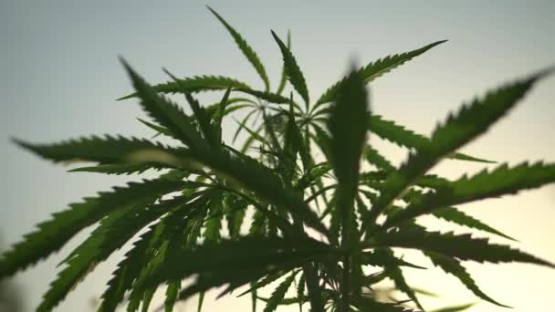 Fondo Marihuana Cannabis Bush Primer Plano Del Arbusto Cannabis Cultivo — Vídeos de Stock