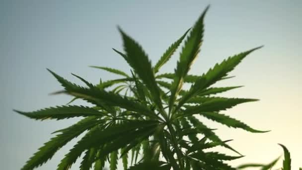 Cannabis Bush Sky Bottom View Close Cannabis Leaves Green Leaves — Stock Video