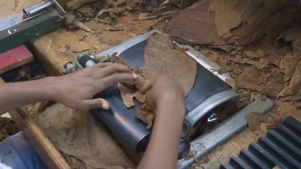 ドミニカ共和国のバヴァロ 2021年5月 タバコ工場での伝統的な葉巻の製造 伝統的な葉巻製造にタバコの葉から葉巻を作る人の手の閉鎖 — ストック動画