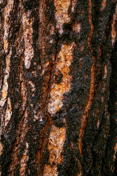 Verbrannte Rinde Von Mammutbäumen Nahaufnahme Black Burnt Tree Bark Sequoia — Stockfoto