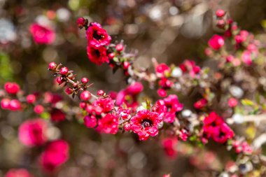 Leptospermum, Myrtaceae familyasından canlı, koyu kırmızı bir çalılık ve küçük ağaçtır. Pembe çiçekli, çiçekli ve bulanık arkaplanlı Manuka ağacı. Bahar Çiçekleri Çay Ağacı