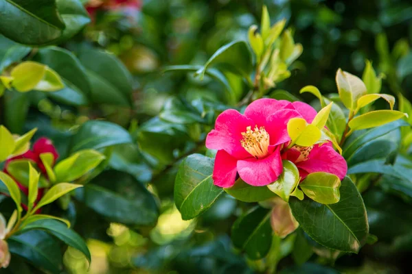 stock image Sasanqua - Camellia sasanqua, close-up. Bright Camellia sasanqua or Paradise Belinda flowers on bush. Garden flowering plant from Asia. Spring floral background. Pink camellia sasanqua, full blooming