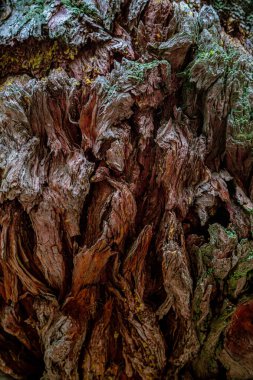 Sequoia 'nın bagaj kabuğunda Lichen yosunu var. Redwood Bark soyutlaması. Dev bir sekoya kabuğu, sequoia sempervirens, üzerinde yeşil yosun olan - doku ya da arka plan