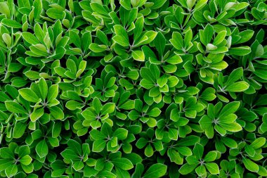 Bahçede yoğun yeşil yapraklar. Zümrüt yeşili yaprak dokusu. Doğa soyut arka plan. Doğal desenli yeşil yaprakların üstünde. Tropik bitki duvar kağıdı. Yeşillik. Tropikal orman.