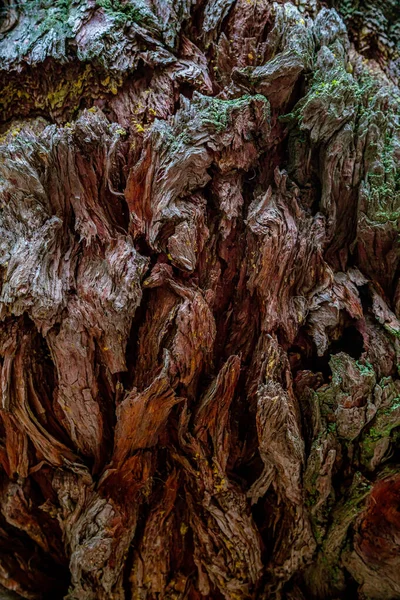 Musgo Líquen Casca Tronco Sequoia Casca Redwood Abstract Casca Uma — Fotografia de Stock