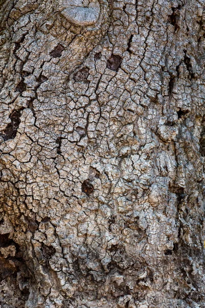 Wzór Kory Tekstura Drzewa Stara Tekstura Drewna Pracy Tle Kora — Zdjęcie stockowe