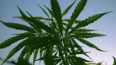Kenevir yazın gün batımında bahçede yetişir. Marihuana yaprakları rüzgarda sallanıyor, el kamerasıyla çekiliyor. Mavi gökyüzünde taze yeşil kenevir çiçekleri. Kenevir dibi manzaralı. Olgun marihuana yaprakları.