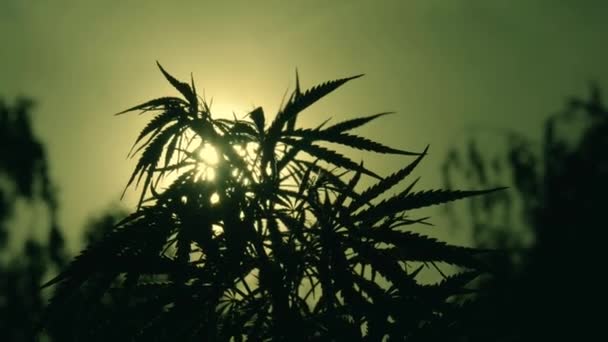 Sol Skinande Tråg Silhuett Cannabisblad Hampa Plantage Bakgrundsbelysning Kvällsljus Cannabisblad — Stockvideo
