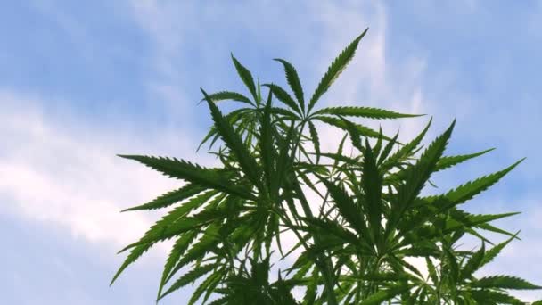 Arbusto Cannabis Cerca Contra Cielo Azul Vista Inferior Del Cáñamo — Vídeo de stock