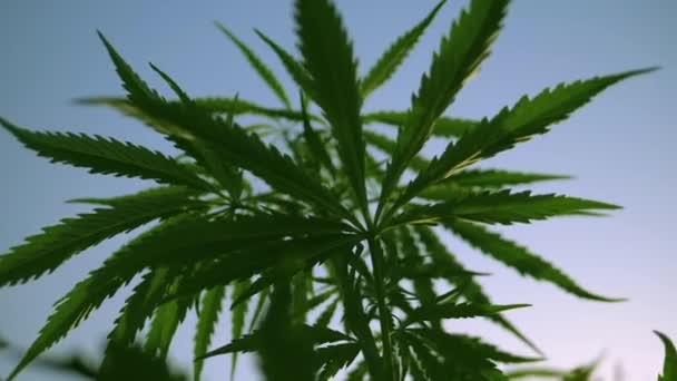 Cannabis Pousse Coucher Soleil Été Dans Jardin Feuilles Buisson Marijuana — Video