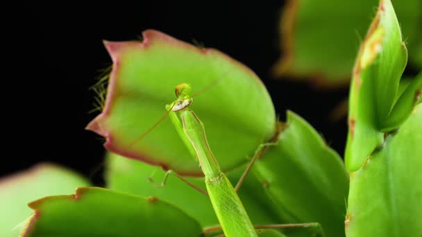 Mantis Rugăciunea Mantis Stă Frunze Fundal Negru Rugăciunea Mantis Deghizat — Videoclip de stoc