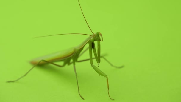 Mantis Religiosa Femenina Sobre Fondo Verde Cerca Orar Mantis Limpia — Vídeo de stock