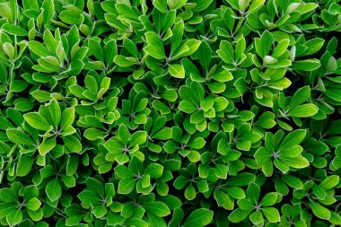 Bahçede yoğun yeşil yapraklar. Zümrüt yeşili yaprak dokusu. Doğa soyut arka plan. Doğal desenli yeşil yaprakların üstünde. Tropik bitki duvar kağıdı. Yeşillik. Tropikal orman.