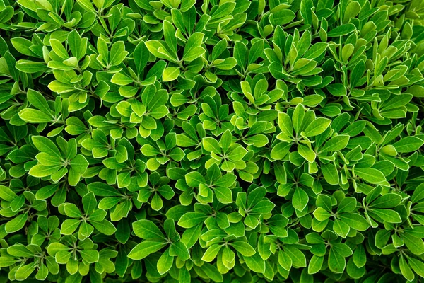 Abstract Leaves Pattern on Green Textured Wall Background. Green leaf texture. Leaf texture tropical background. Green Leaves Texture Background. Natural leaves plants
