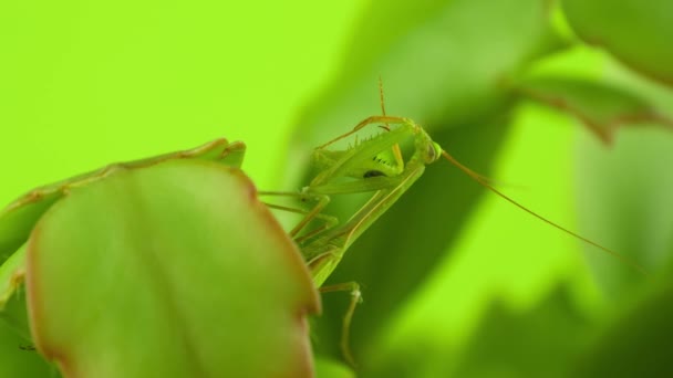 Mantis Senta Folhas Fundo Verde Mantis Disfarce Sob Fundo Forma — Vídeo de Stock