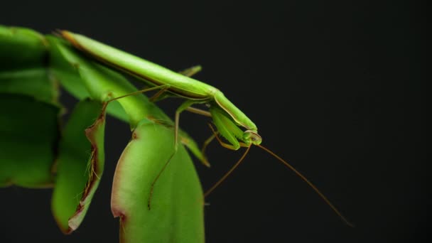 Mantis Hojas Sobre Fondo Negro Mantis Disfrazarse Bajo Follaje Planta — Vídeos de Stock