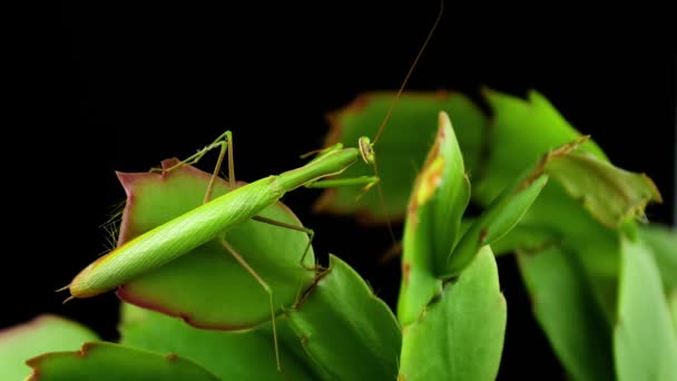 Mantis Hojas Sobre Fondo Negro Mantis Disfrazarse Bajo Follaje Planta — Vídeo de stock