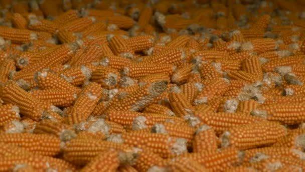 Links Das Bild Von Gelbem Reifem Mais Maiskolben Auf Dem — Stockvideo