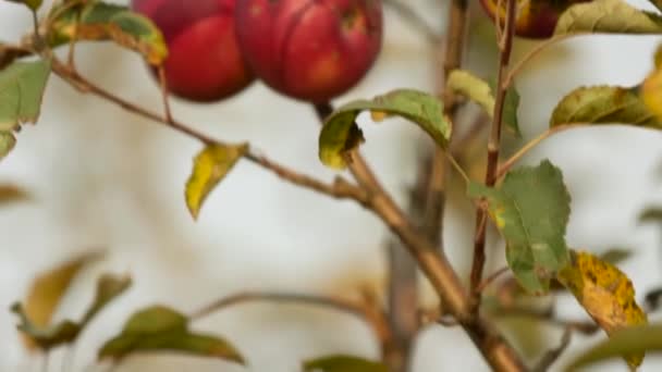 Pommes Biologiques Suspendues Une Branche Arbre Dans Verger Pommiers Jour — Video