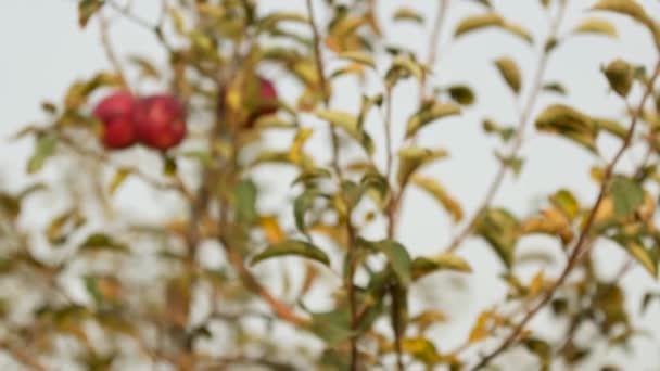 Pommes Biologiques Suspendues Une Branche Arbre Dans Verger Pommiers Pommier — Video