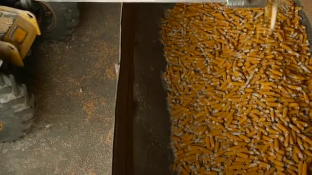 Трактор Сбрасывает Кукурузные Початки Трактор Работает Кукурузном Складе Крупном Складе — стоковое видео