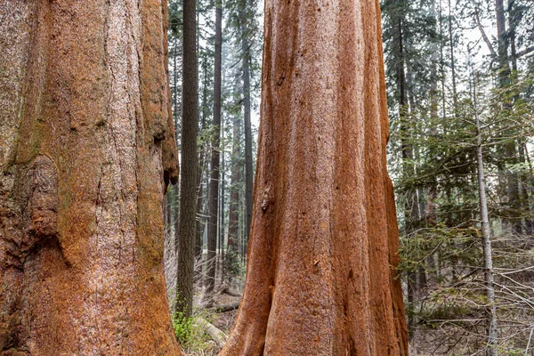 Sequoia Redwood Tree Bark Texture Hintergrund Flechtenmoos Auf Der Stammrinde — Stockfoto