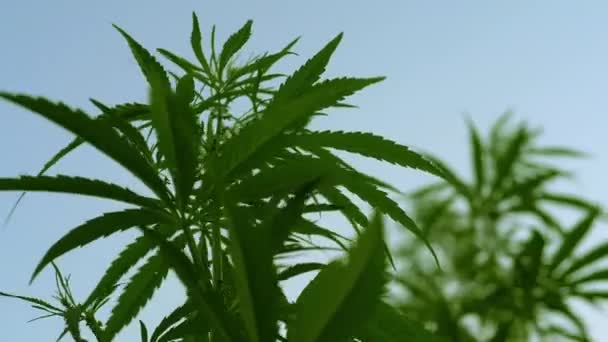 Gros Plan Sur Brousse Cannabis Contre Ciel Bleu Vue Fond — Video