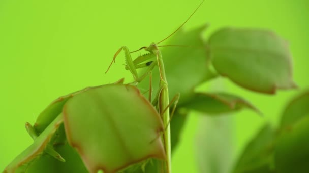 Rezar Mantis Limpia Las Patas Delanteras Extremo Acercamiento Del Insecto — Vídeo de stock