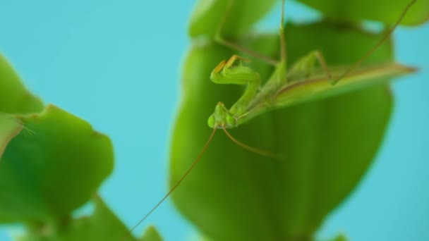 Macro Mantis Europea Femenina Mantis Religiosa Mantis Religiosa Verde Orando — Vídeo de stock