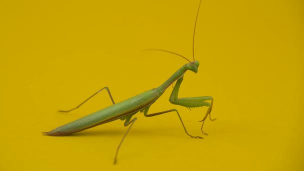 Praying Mantis Isolated Yellow Background Closeup Mantis Habits — Stock Video