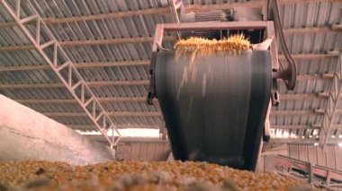 Mısır işleme fabrikası. Mısır depolama ve işleme için bitki, mısır taneleri taşıyıcı bant boyunca hareket eder, yumuşak odak, mısır tanecikli taşıyıcı bant. Mısır gevreği deposu. Yaklaş, Alt Manzara